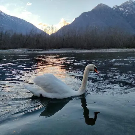 Il Nido Dei Cigni *