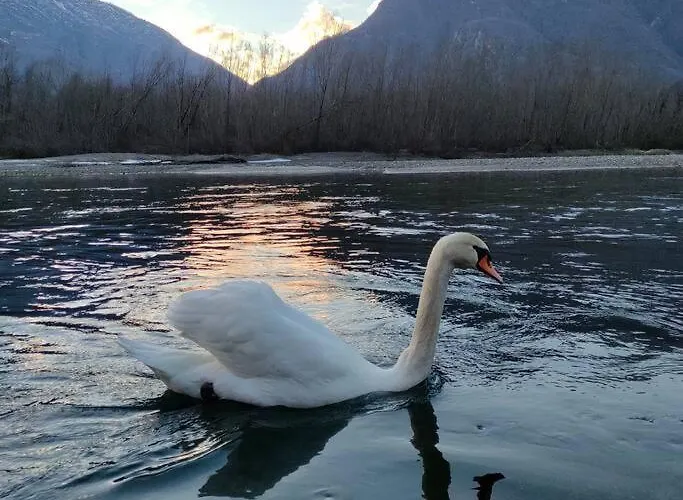 Il Nido Dei Cigni *